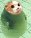 antijuls Altpins Profile Picture