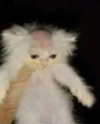 antijuls Altpins Profile Picture
