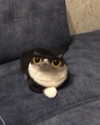 antijuls Altpins Profile Picture