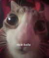antijuls Altpins Profile Picture