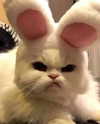 antijuls Altpins Profile Picture