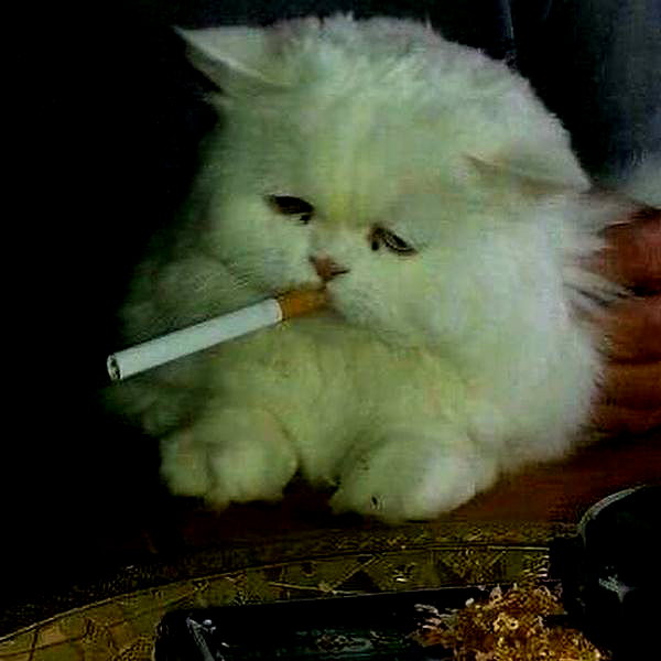 aryminh instagram image archive image