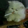 aryminh Altpins Profile Picture