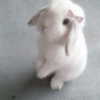 aryminh Altpins Profile Picture