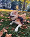 aryssa614 Altpins Profile Picture