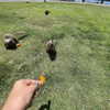 avaalange Altpins Profile Picture