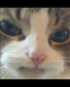 avabamby Altpins Profile Picture