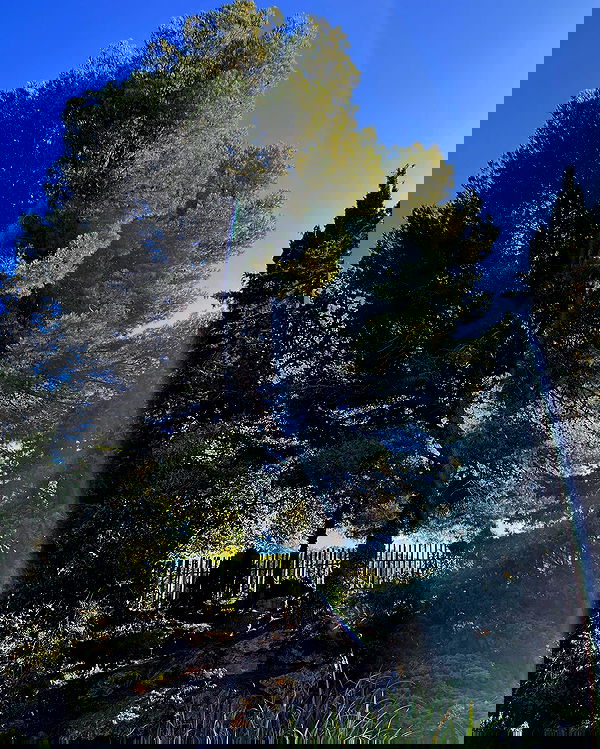 ayguldavlletova image ~ Altpins