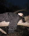 ayguldavlletova Altpins Profile Picture