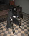 ayguldavlletova Altpins Profile Picture