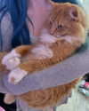babebellalynnx Altpins Profile Picture