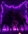 bailey_rain_campbell Altpins Profile Picture