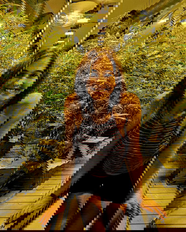 bakedsloths bakedsloths archive image