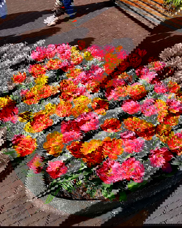 bakedsloths bakedsloths archive image