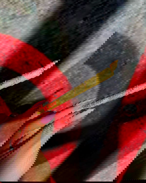 bakedsloths bakedsloths archive image