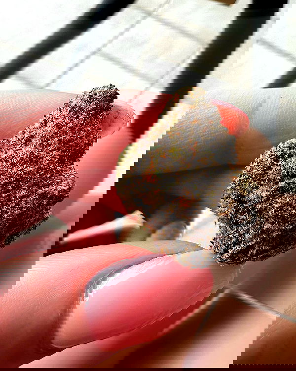 bakedsloths bakedsloths archive image