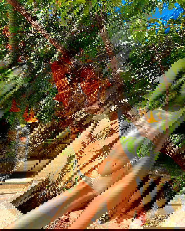 bakedsloths bakedsloths archive image