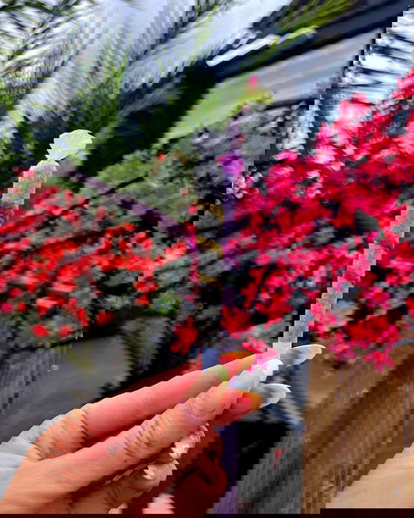 bakedsloths bakedsloths archive image