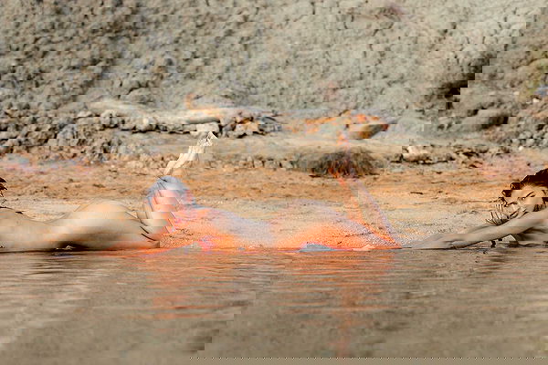 bakedsloths bakedsloths archive image