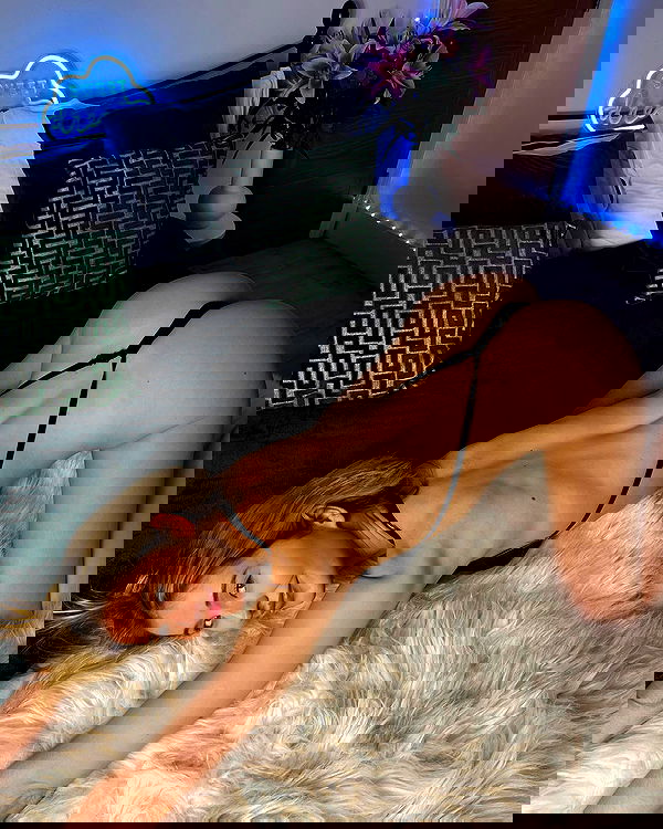 bakedsloths bakedsloths archive image