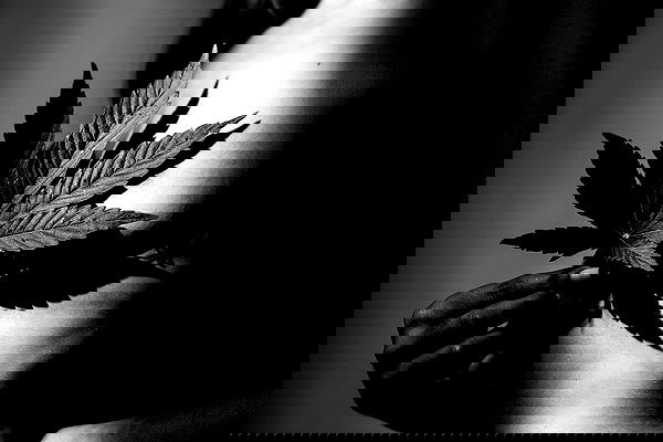 bakedsloths bakedsloths archive image