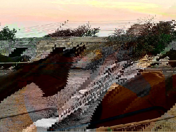 bakedsloths bakedsloths archive image