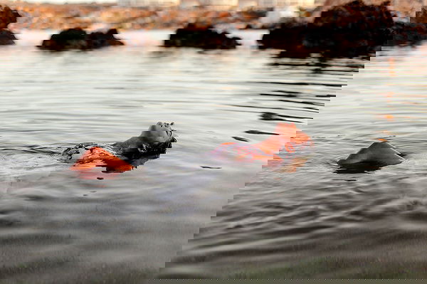 bakedsloths bakedsloths archive image