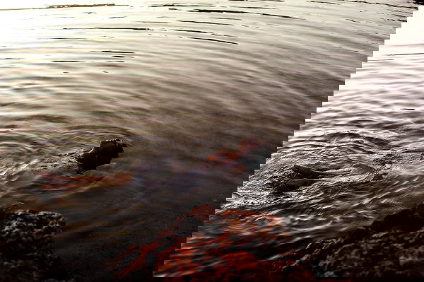 bakedsloths bakedsloths archive image