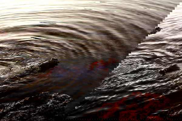 bakedsloths bakedsloths archive image