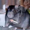 bekaemilia Altpins Profile Picture
