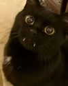 bexicutes Altpins Profile Picture