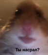 bibsye Altpins Profile Picture