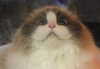 bibsye Altpins Profile Picture
