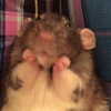 bibsye Altpins Profile Picture