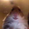 bibsye Altpins Profile Picture