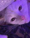 bibsye Altpins Profile Picture
