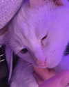 bibsye Altpins Profile Picture