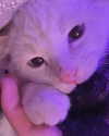 bibsye Altpins Profile Picture