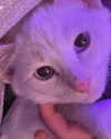 bibsye Altpins Profile Picture
