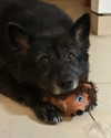 blasgoy Altpins Profile Picture