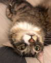 bristalll Altpins Profile Picture