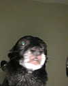 bristalll Altpins Profile Picture