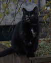 bunny_alina_kim Altpins Profile Picture