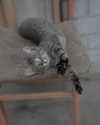 bunny_alina_kim Altpins Profile Picture