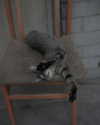 bunny_alina_kim Altpins Profile Picture