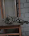 bunny_alina_kim Altpins Profile Picture