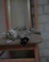 bunny_alina_kim Altpins Profile Picture