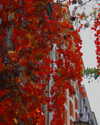 bunny_alina_kim Altpins Profile Picture