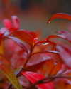 bunny_alina_kim Altpins Profile Picture
