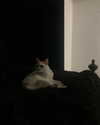 butter.on.a.poptart69 Altpins Profile Picture